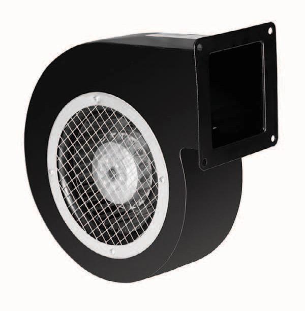 Sac Gövdeli Salyangoz Fanlar