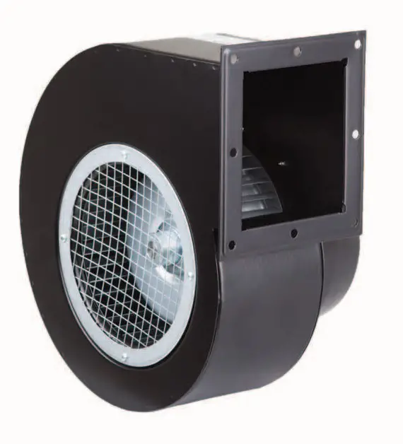 Sac Gövdeli Salyangoz Fanlar